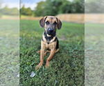 Small #1 German Shepherd Dog Mix