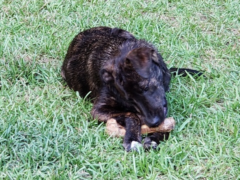 Medium Photo #2 Labrador Retriever-Unknown Mix Puppy For Sale in BRADLEY, SC, USA