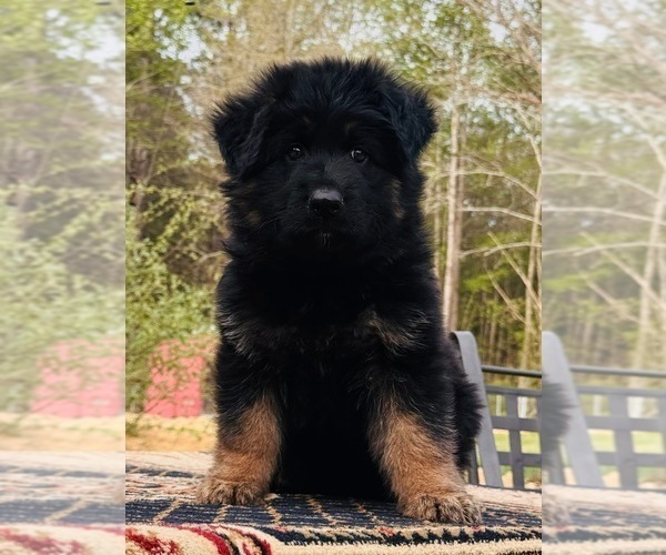 Medium Photo #2 German Shepherd Dog Puppy For Sale in GADSDEN, AL, USA