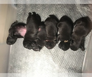 Pug Puppy for sale in HULL, GA, USA
