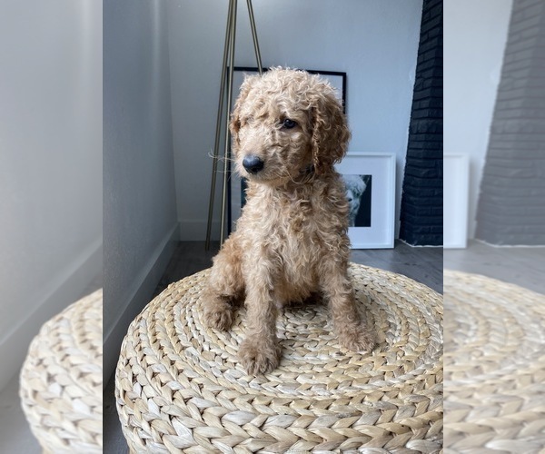 Medium Photo #5 Goldendoodle-Poodle (Standard) Mix Puppy For Sale in LOS ANGELES, CA, USA