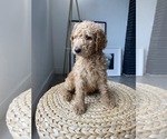 Small Photo #5 Goldendoodle-Poodle (Standard) Mix Puppy For Sale in LOS ANGELES, CA, USA