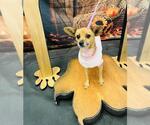 Small Chihuahua Mix