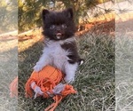 Small #2 Pomeranian