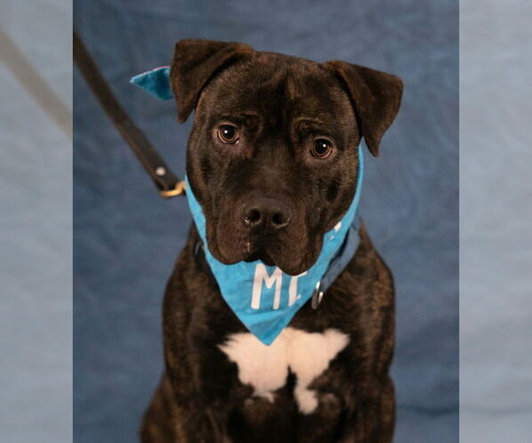 Medium Photo #4 American Staffordshire Terrier-Unknown Mix Puppy For Sale in Lake Forest, CA, USA