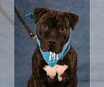 Small #3 American Staffordshire Terrier Mix