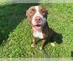 Small #2 American Pit Bull Terrier Mix
