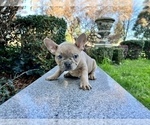 Small #141 French Bulldog
