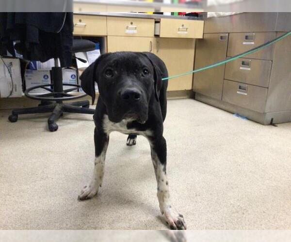Medium Photo #1 American Pit Bull Terrier-Labrador Retriever Mix Puppy For Sale in Riverside, CA, USA