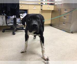 Medium American Pit Bull Terrier-Labrador Retriever Mix