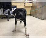 Small American Pit Bull Terrier-Labrador Retriever Mix
