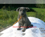 Small #4 German Shepherd Dog