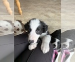 Small Photo #3 Border Collie Puppy For Sale in GUSTINE, CA, USA
