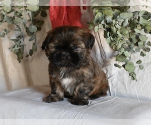 Shih Tzu Puppy for sale in MILLERSBURG, OH, USA