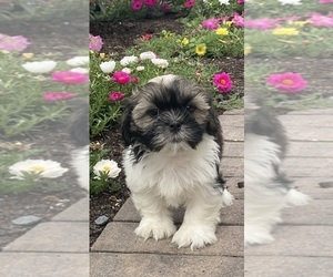 Shih Apso Puppy for sale in CANOGA, NY, USA