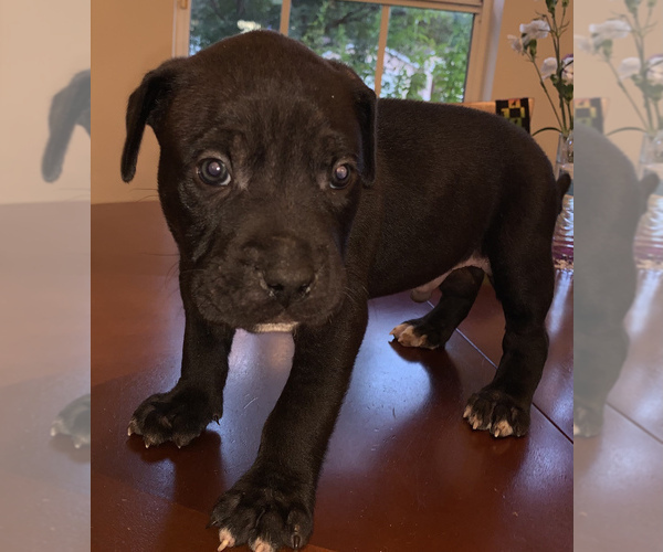 Medium Photo #4 American Pit Bull Terrier-Masti-Bull Mix Puppy For Sale in MASCOTTE, FL, USA