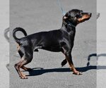 Small Photo #3 Dachshund Puppy For Sale in Vernonia, OR, USA