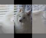 Small Samoyed