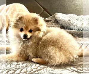 Pomeranian Puppy for sale in LISLE, IL, USA