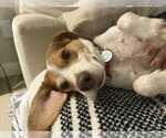 Small #17 Beagle