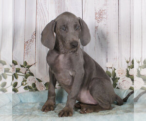 Medium Weimaraner