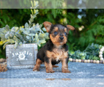 Puppy Kaylee Yorkshire Terrier