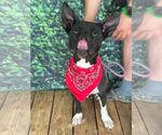 Small #2 American Pit Bull Terrier Mix