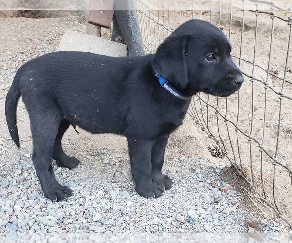 Medium Photo #2 Labrador Retriever Puppy For Sale in OLYMPIA, WA, USA