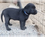 Small #1 Labrador Retriever