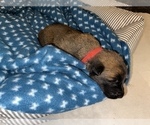 Small Photo #220 Belgian Malinois Puppy For Sale in REESEVILLE, WI, USA