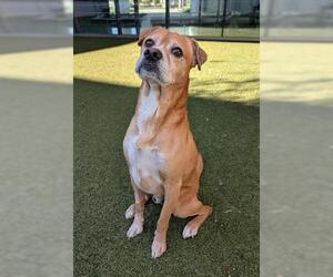 Beagle-Unknown Mix Dogs for adoption in San Martin, CA, USA