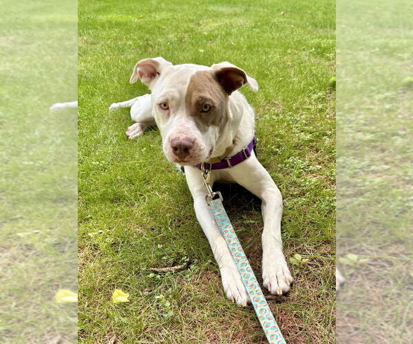 Medium Photo #14 American Staffordshire Terrier-Labrador Retriever Mix Puppy For Sale in Brewster, NY, USA