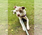 Small #13 American Staffordshire Terrier-Labrador Retriever Mix