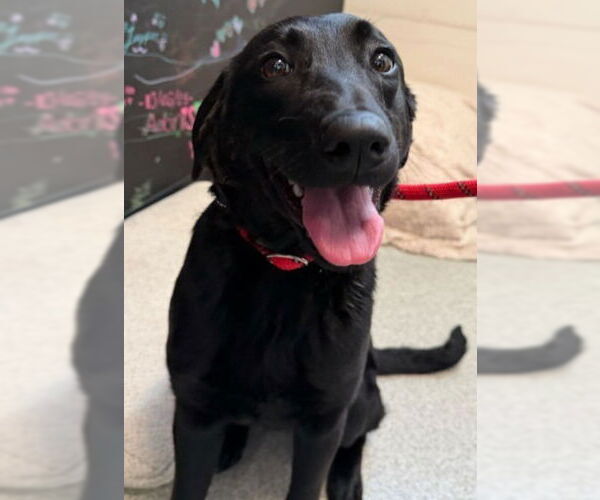 Medium Photo #1 Labrador Retriever Puppy For Sale in Palatine/Kildeer/Buffalo grove, IL, USA