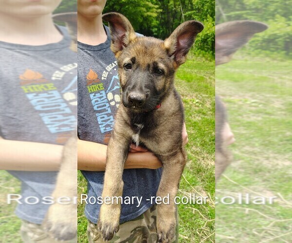 Medium Photo #16 German Shepherd Dog Puppy For Sale in BEAVER FALLS, PA, USA