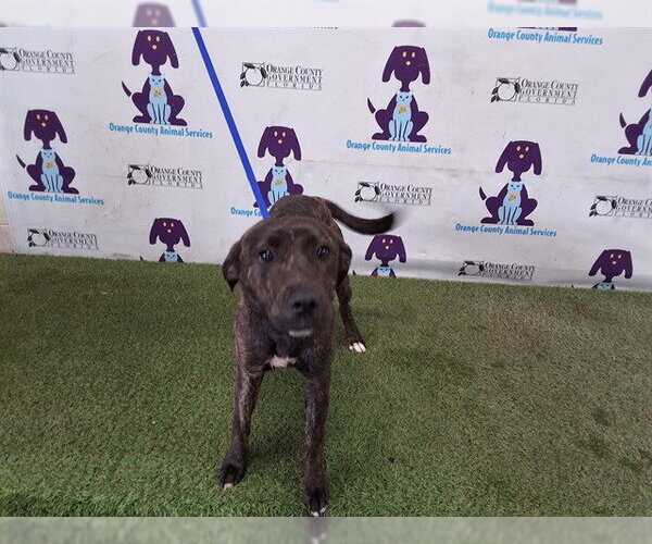 Medium Photo #1 American Staffordshire Terrier Puppy For Sale in Orlando, FL, USA