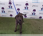 Small American Staffordshire Terrier