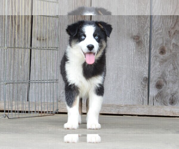 Medium Photo #4 Miniature Australian Shepherd Puppy For Sale in STEPHENVILLE, TX, USA