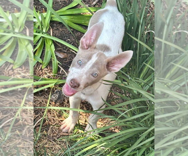 Medium Photo #4 Huskies -Unknown Mix Puppy For Sale in Lakewood, CO, USA