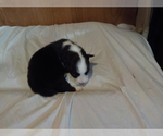 Small Photo #20 Australian Shepherd-Pembroke Welsh Corgi Mix Puppy For Sale in GALLEGOS, NM, USA