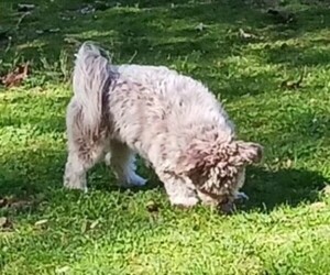 Havanese Puppy for sale in WINSTON SALEM, NC, USA