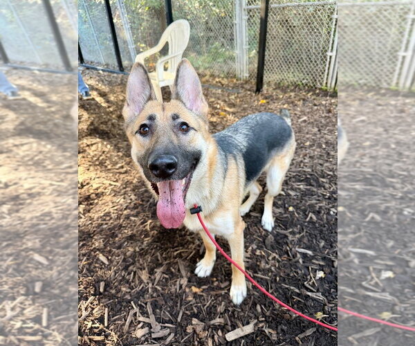 Medium Photo #3 German Shepherd Dog Puppy For Sale in Lawrenceville, NJ, USA