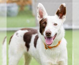 Border-Aussie Dogs for adoption in Camarillo, CA, USA