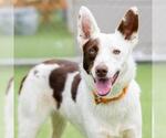 Small Border-Aussie