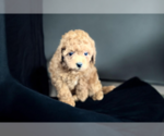 Small #1 Cavapoo (Standard)