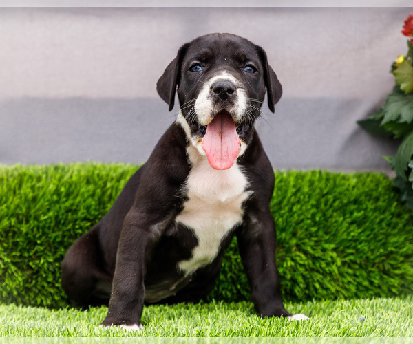 Medium Photo #128 Great Dane Puppy For Sale in WAKARUSA, IN, USA