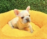 Small Photo #2 French Bulldog Puppy For Sale in KANSAS CITY, MO, USA