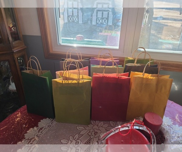 Medium Photo #8 Schnauzer (Miniature) Puppy For Sale in HUMESTON, IA, USA