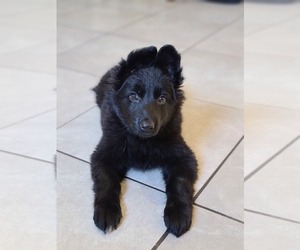 German Shepherd Dog Puppy for sale in WARREN, MA, USA