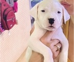 Puppy Moneybagg yo Dogo Argentino